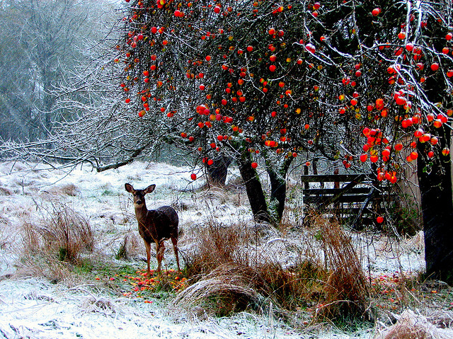 deer, red and snow