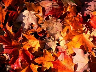 fall,  gold and  november