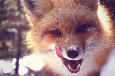 fox,  snow and  sweet