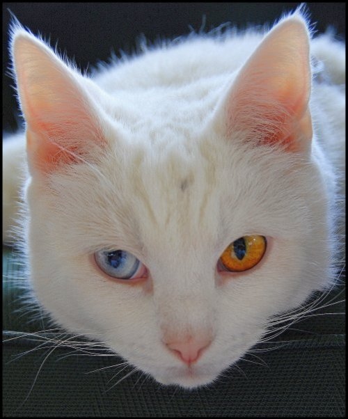 albino, cat and cute