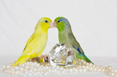 animal,  bird and  diamond