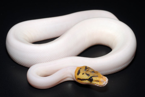 cobra python