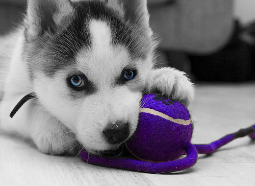 beautiful eyes, cute and dog