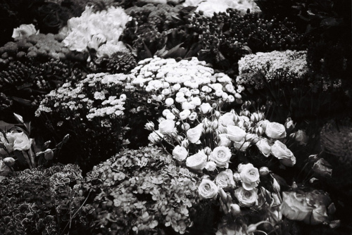black and white, flower, flowers, rose, roses
