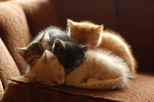 adorable, cats and couch