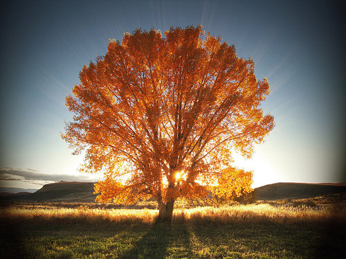 autumn tree, beautiful and light
