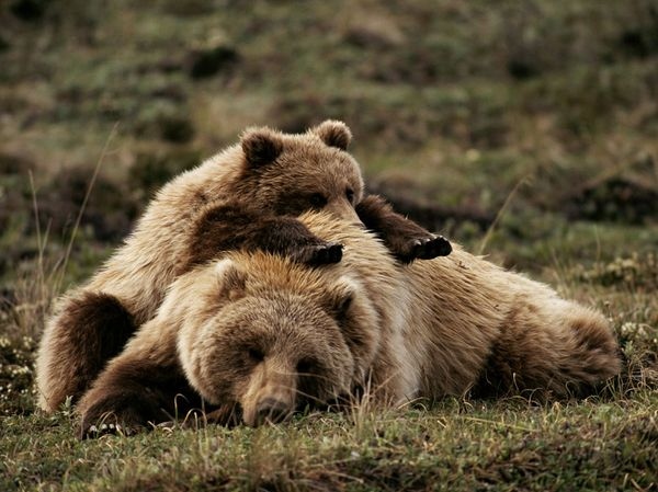 baby, bear and grizzly