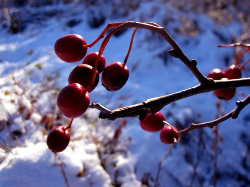 berries, cold and nature