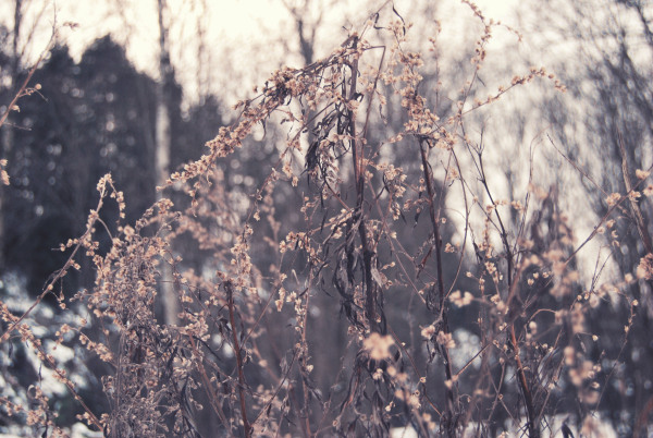cold, light, nature, photography, snow, winter