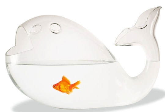 cool-curious-design-fish-fishbowl-funny-Favim.com-81015.jpg