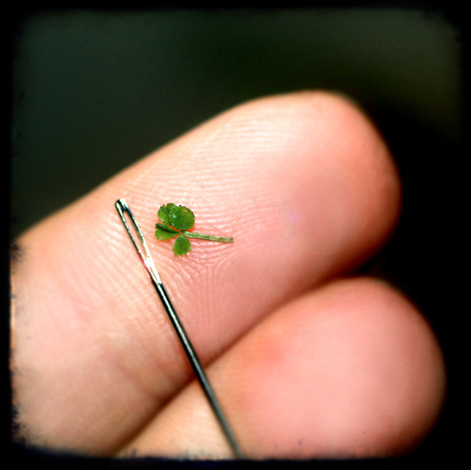 4 leaf, clover and luck