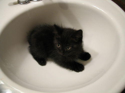 black, cute, i want this kitten, kitten, pretty
