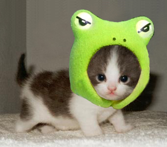 cat,  costume and  cute