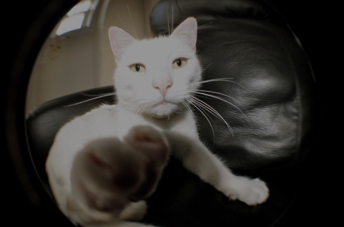 cat, fisheye and hipster