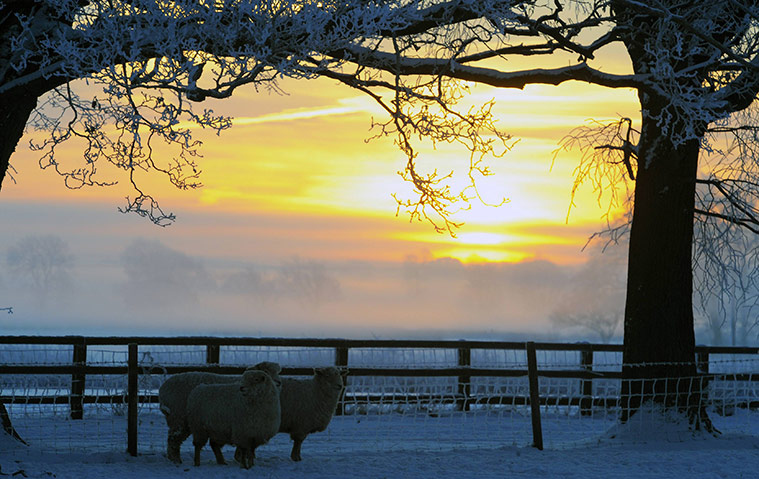 cold, sheep and snow
