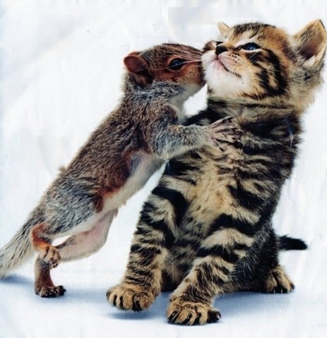 cute, kiss and kitten