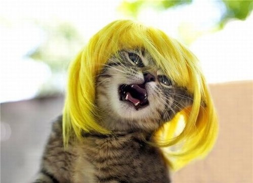 angry-animal-blonde-cat-cute-funny-Favim