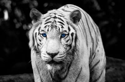 animal,  beautiful and  black and white