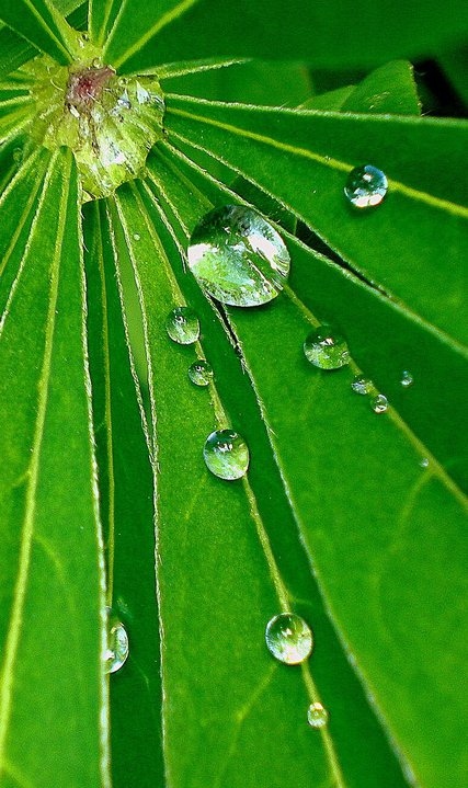 beauty, dewdrops and drops