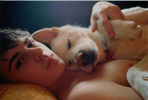 bed, cute and dog