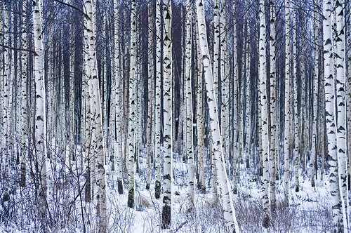 birch, forest and snow