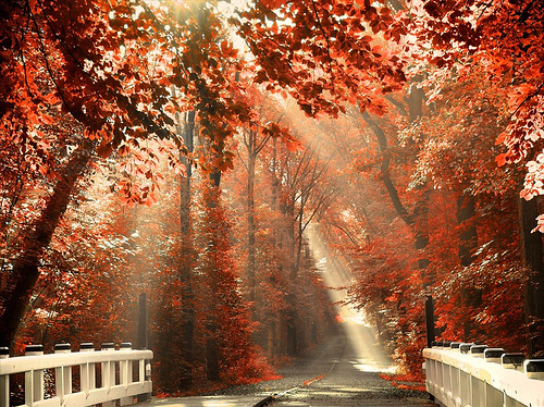 bridge, fall and leaf