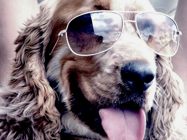 cocker, dog and glasses