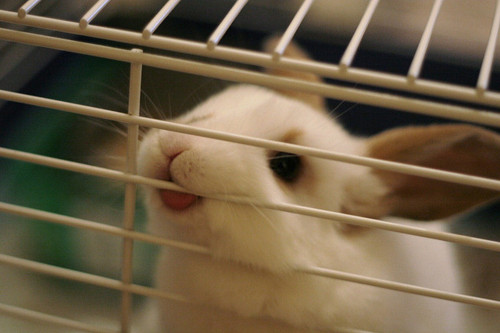 animal, bunny and cute