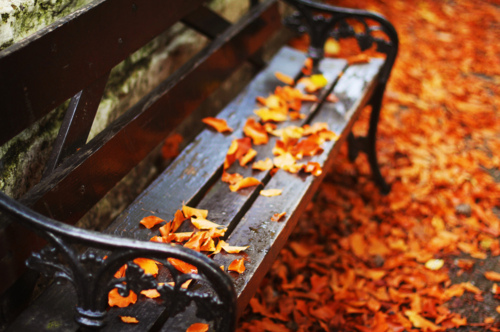 autumn-bench-fall-leaves-orange-park-Fav