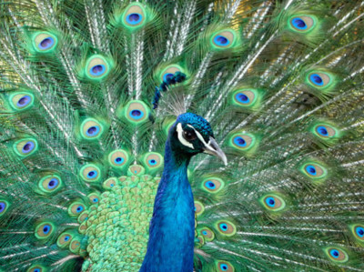 beautiful, bird, colorful, feathers, love, nature