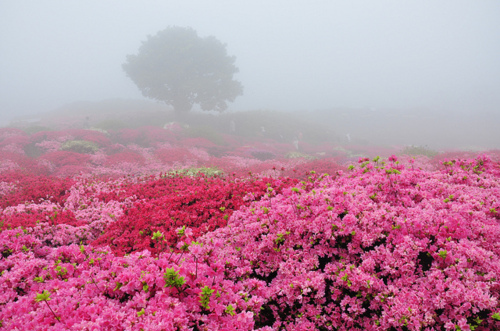 beauty, flowers, green, mist, nature, pink