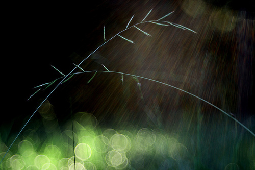 black, bokeh, branch, branches, color, computer