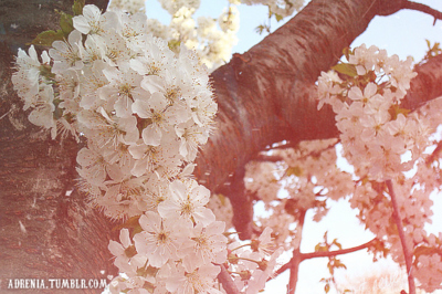 blossoms, cherry, cherry blossoms, flowers, summer, tree