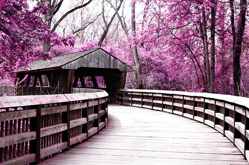 bridge, nature and pink