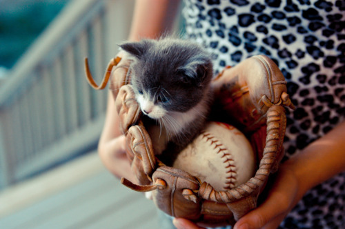 animal, baseball and cat
