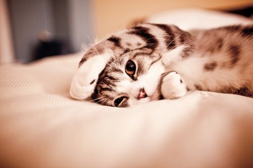 animal, bed and cute