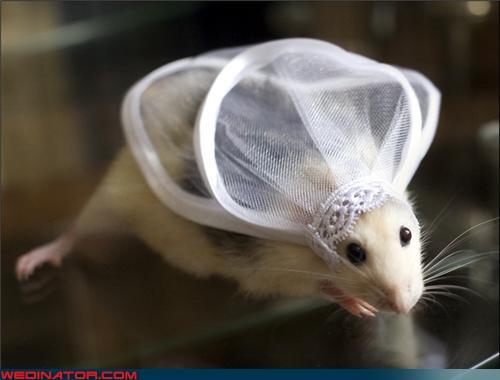 animal, bride and cute