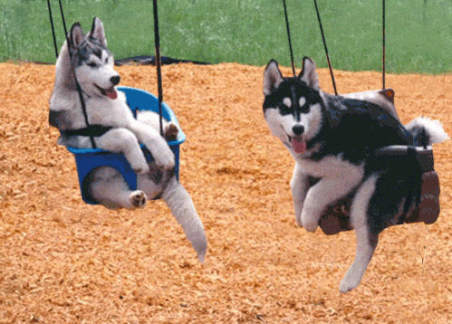 baby swing, cute and dog