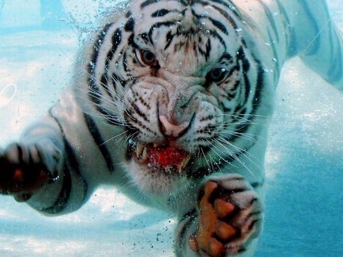 blood, tiger and tiger under water