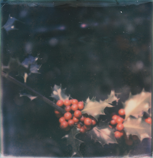 branch, christmas and darkroom