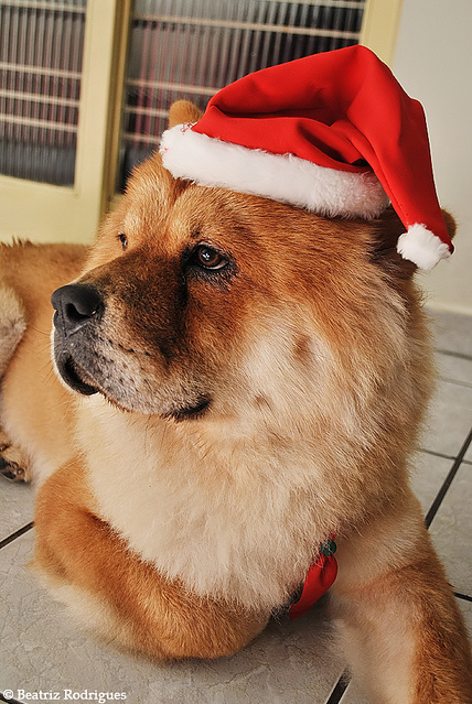 chow chow, christmas and cute