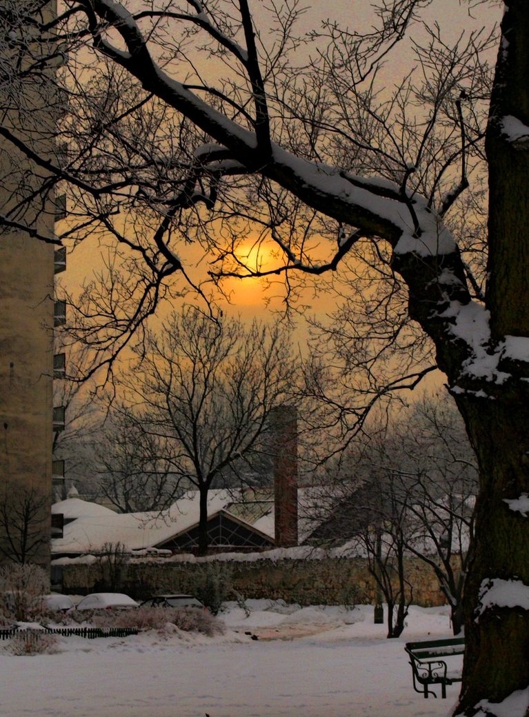 snow, sunset and trees