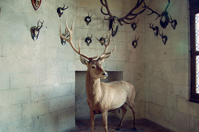 animal, antlers and cool