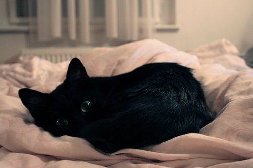 animal-bed-black-black-cat-black-kitten-