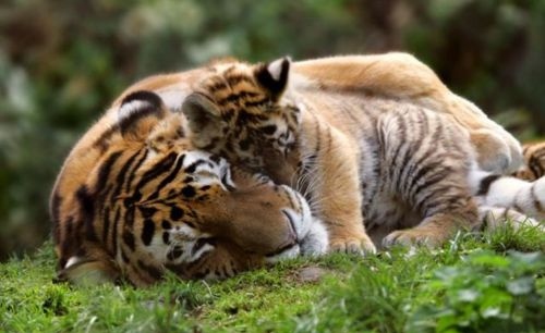animals, baby, cute, father and son, love, mama