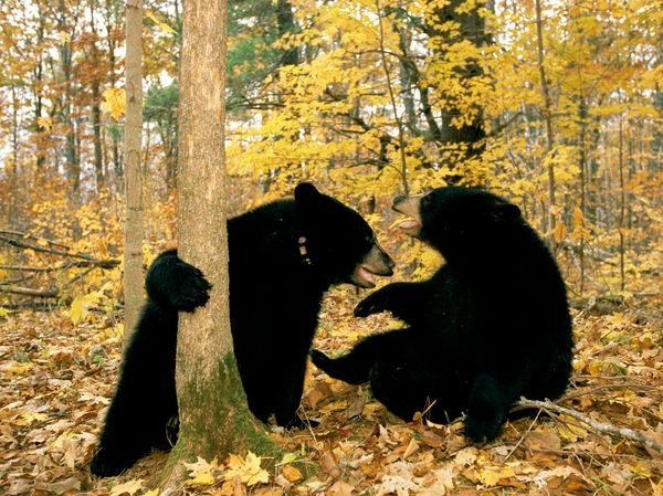 autumn, black bear and cute