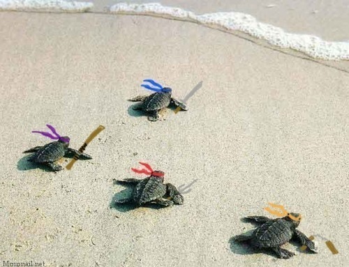 beach, blue and niga turtles