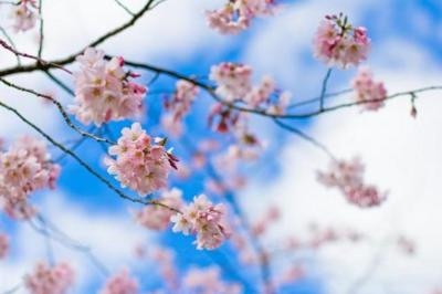 beautiful,  blue and  cherry blossom