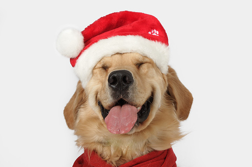 carefree, christmas and dog