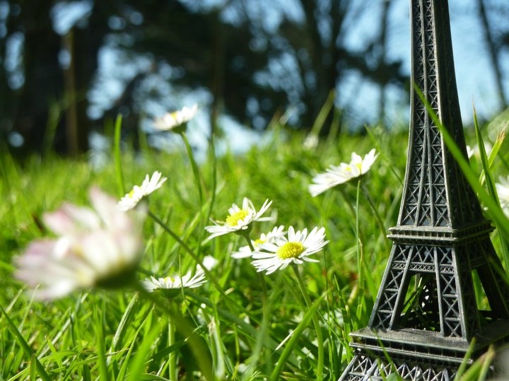daisy, eiffel tower and green